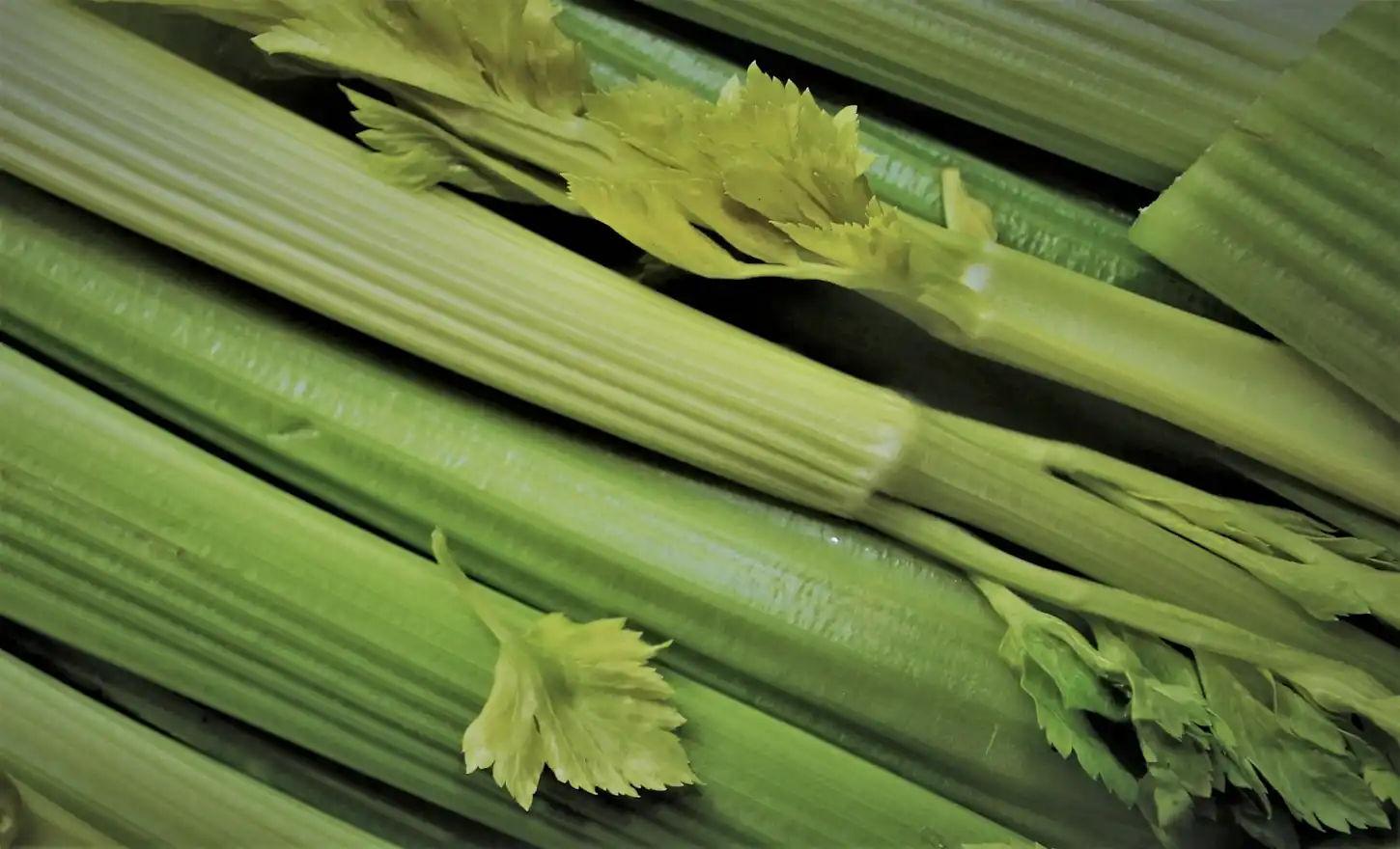 picture of celery