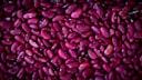 picture of kidney-bean