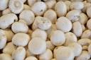 picture of white-mushroom