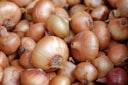 picture of onion