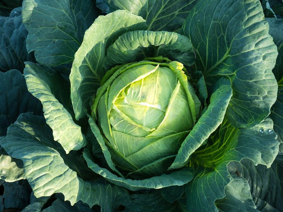 picture of green-cabbage