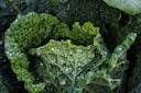 picture of kale
