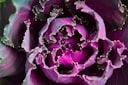 picture of red-cabbage