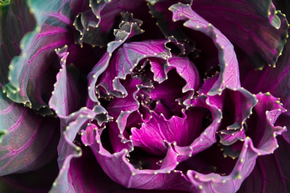 picture of red-cabbage