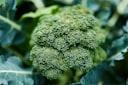 picture of broccoli