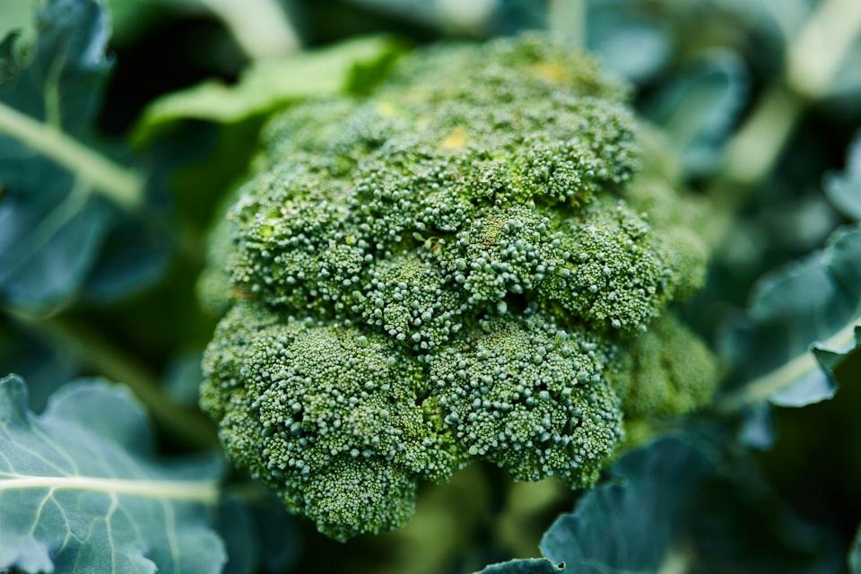 picture of broccoli