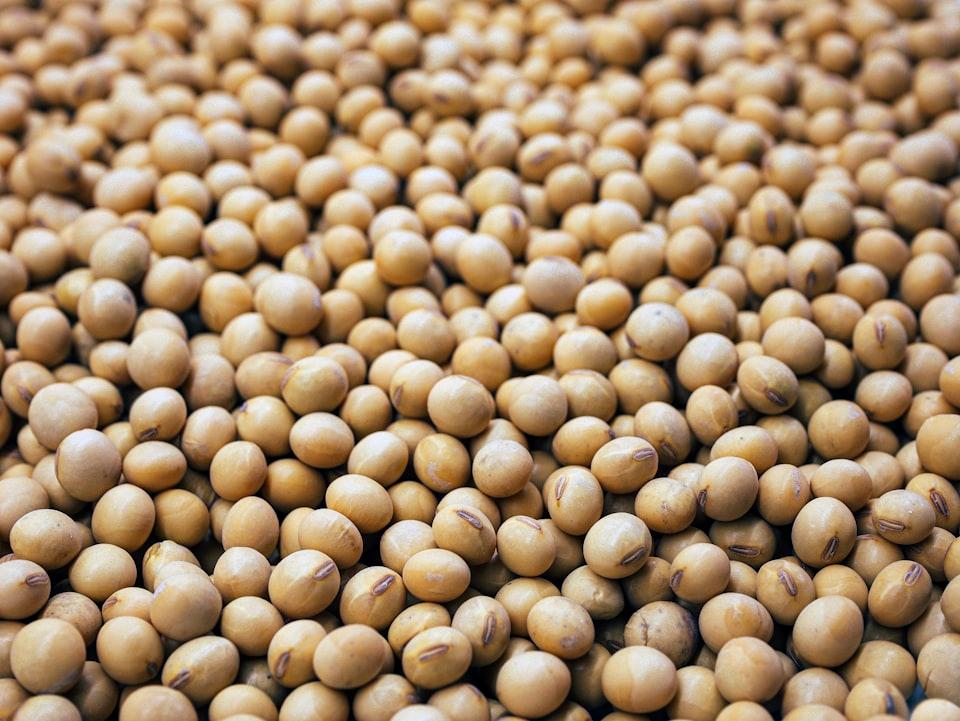 picture of soybean
